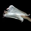 The little Squirrel that could... fly! Those "Rare" New Jersey Flying Squirrels