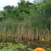 Cattails - Excellent Natural Bug Repellent for night fishing