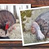 A Jersey Bird and Chief Turkey Wing - My Winter Projects