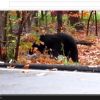 NJ Black Bear! Ken Beam captures this Huge Bear on Video in Port Murray NJ