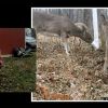 NJ Deer Hunting - Ken Beam shows how to make a Deer Feeder... cheap!