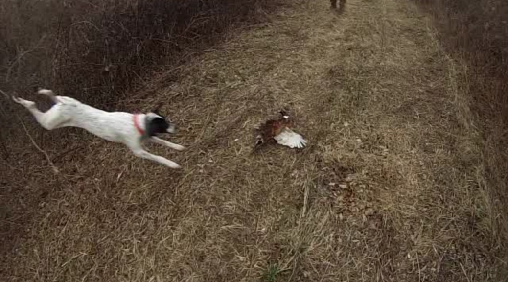 NJ Pheasant Hunting at Spruce Run