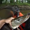NJ Pike Fishing - Watch Ken Beam catch those Passaic Pike fishing in his `Yak