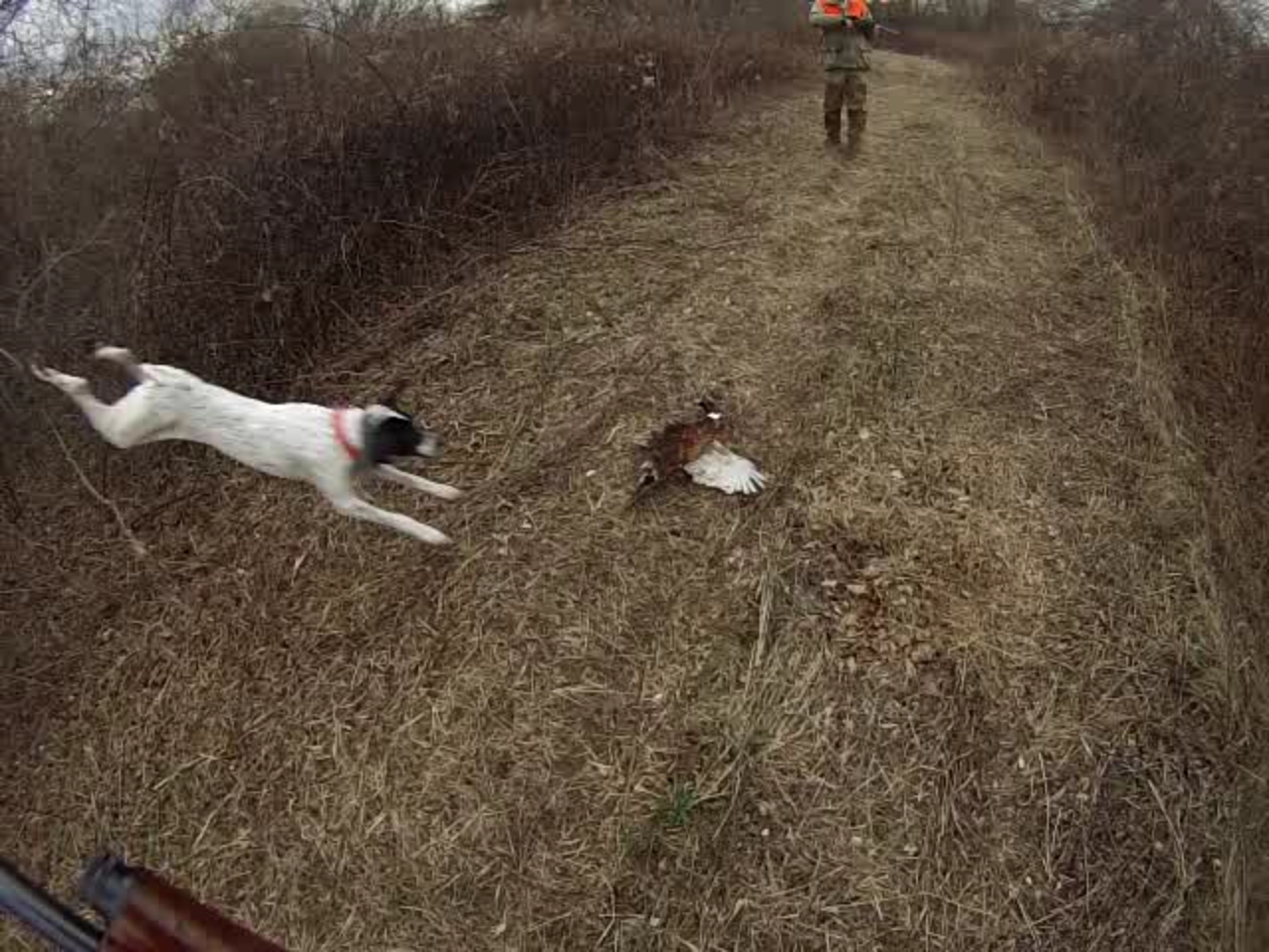 New Jersey Pheasant Hunting Adventure at Spruce Run.